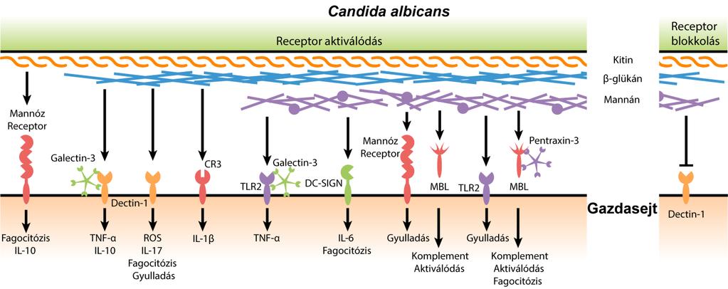 5. ábra. A C. albicans sejtfal poliszacharidok és a gazdasejt közötti eddig feltárt kölcsönhatások (Snarr és mtsi., 2017) alapján). 3.11. A C. parapsilosis sejtfala és a felismerésében szerepet játszó receptorok in vitro körülmények között Kutatócsoportunk intenzíven vizsgálja a C.
