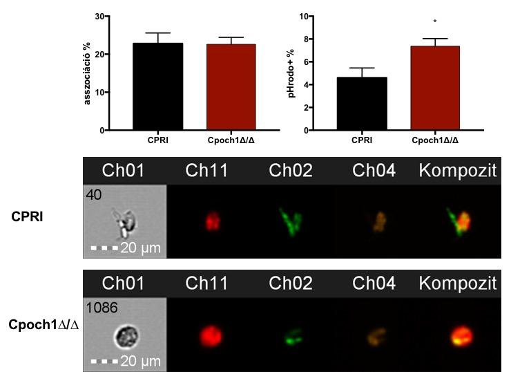 Méretskála: 10 µm. 13. ábra. A fagocitózis vizsgálata áramlási citometriával. Inkubációs idő 3 óra. Feltüntetett adatok: átlag ± standard hiba. CPRI, C.