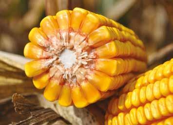 Stressz tűrő képességét aszályos években, termőképességét kedvező évjáratokban bizonyította. Ezért is a legnépszerűbb szemes kukoricánk!