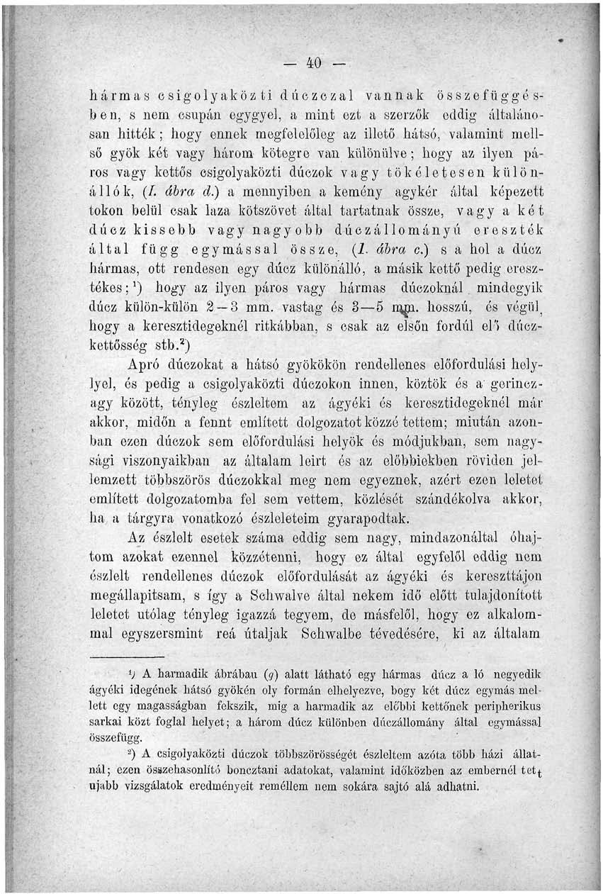 - 40 hármas csigolyaközti dúczczal vannak összefüggésben, s nem csupán egygyel, a mint ezt a szerzők eddig általánosan hitték ; hogy ennek megfelelóteg az illető hátsó, valamint mellső gyök két vagy