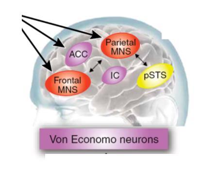 2. Tükörneuron-elmélet Imitáció és célirányos viselkedés Érzelmi válaszkészség és kötődés Von