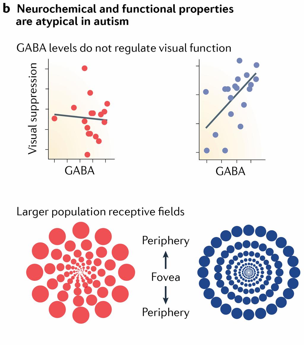 A perceptuális hiperszenzitivitás modellje: a látórendszer felbontóképessége autizmusban A gátló GABA vizuális funkciókat