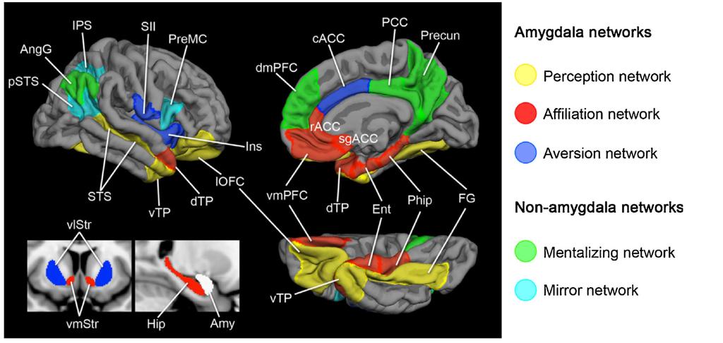 Összefoglalás: a társas működések idegrendszeri alapjai Amygdala-hálózatok Percepció Affiliáció