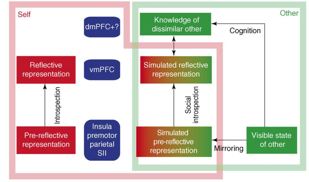 A default hálózat és a tükörneuron-rendszer integrációja Szelf A különálló másik tudatosulása Kogníció Másik Reflektív reprezentáció Szimulált reflektív reprezentáció Introspekció Szociális