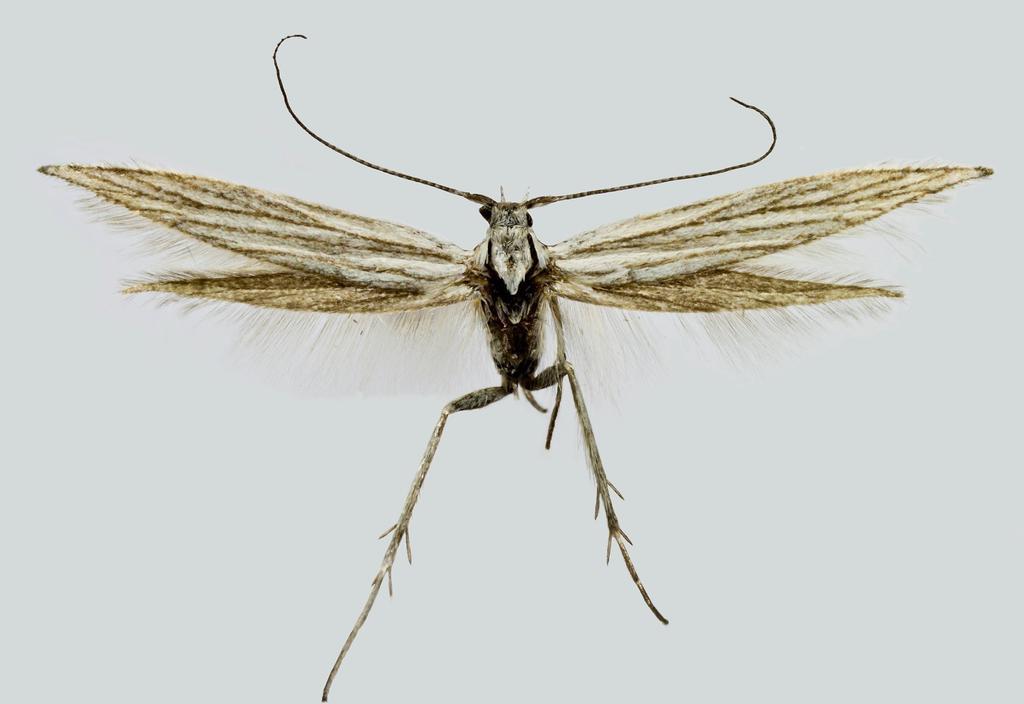 Microlepidoptera.hu 12: 5 16 2017 7 1 1. ábra Fig. 1. Coleophora didymella Chrétien, 1899, imágó/adult, (fotó/photo: Ig. Richter).