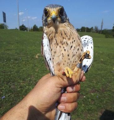 Common Kestrels Falco tinnunculus. Acta Ornithologica 46(2): 183 189. Souttou K., Baziz B., Doumandji S., Denys C. & Brahimi R.