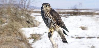 egy öreg hím kékes rétihéja felzavarta a szántón szedegető énekesmadarakat. Ez kétszer ismétlődött meg.