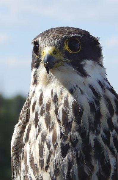 Megfigyelések a kabasólyom (Falco subbuteo) más fajokkal közös terri tóriumhasználatáról és vadászatáról Schwartz Vince Magyar Madártani és Természetvédelmi Egyesület E-mail: schwartzv120@gmail.com 1.