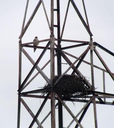 2. ábra: Oszlopon épült hollófészekben költő kabasólyom (Falco subbuteo) (fotó: Kalocsa Béla) / Eurasian Hobby breeding in a Raven's nest built on a pylon érdekesség, hogy Visegrádon pl.