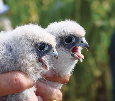 5. ábra: Kabasólyom (Falco subbuteo) fiókái gyűrűzés közben (fotó: Schwartz Vince) / Eurasian Hobby chicks during the course of ringing alapján a Berlin környékén fészkelő kabasólyompárok tagjai