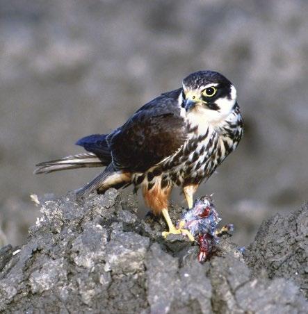 1. ábra: Öreg hím kabasólyom (Falco subbuteo) a zsákmányával (fotó: Bagyura János) / Adult male Eurasian Hobby with prey közepéről Tura határából van tudomásunk egy kerecsensólyom-költésről, amely 4