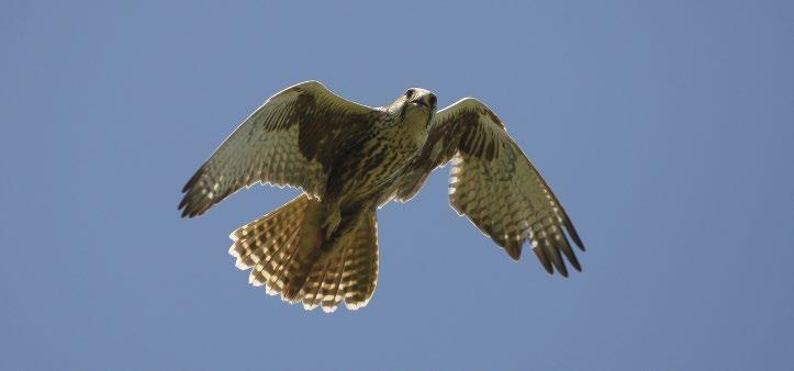 Figure 3: A successfully breeding male Saker Falcon (Falco cherrug) with damaged remiges in his left wing (Hrádek, Znojmo district, 2012) (photo: Z.