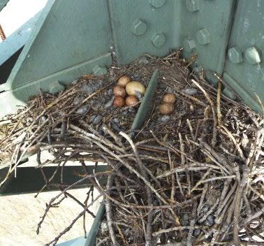 Figure 4 and 5: A nest on a high-voltage pylon with one egg of the Saker Falcon (Falco cherrug) and six eggs of the Common Kestrel (Falco tinnunculus) on 5th May 2014 and the same nest a month later