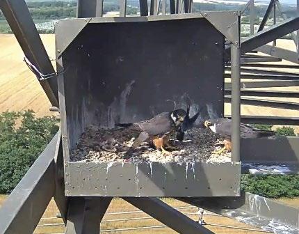 Ez volt az első alkalom, hogy a tojó akkor hozott denevérzsákmányt a fiókáknak, amikor már nem ő etette őket, hanem azok önállóan táplálkoztak.