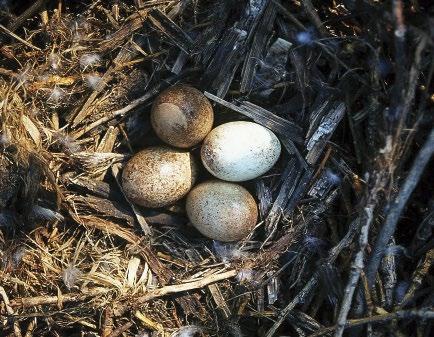21. ábra: Bagyura János egy öreg tojó kabasólyom (Falco subbuteo) gyűrűzése közben az Óbudai-szigeten 1985 augusztusában (fotó: Péchy Tamás) / János Bagyura ringing an adult female Eurasian Hobby in