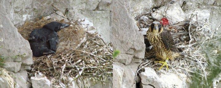 3. ábra: Többéves hollófészek a Visegrádi-hegységben. A bal oldali kép 2013-ban készült, ekkor még holló (Corvus corax) költött a fészekben.
