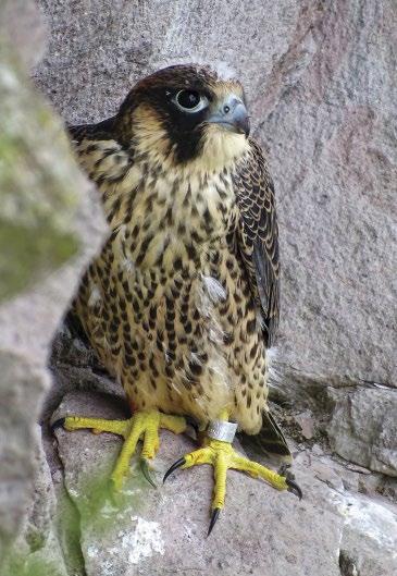 6. ábra: Öreg tojó vándorsólyom (Falco peregrinus) egy hollófészek maradványain 2018-ban Visegrádi-hegységben.