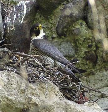 Four chicks had fledged from here VÁNDORSÓLYOMPÁR ÉS MACSKABAGLYOK (STRIX ALUCO) KÖZÖS TERRITÓRIUM- HASZNÁLATA A VISEGRÁDI-HEGYSÉGBEN 2016.