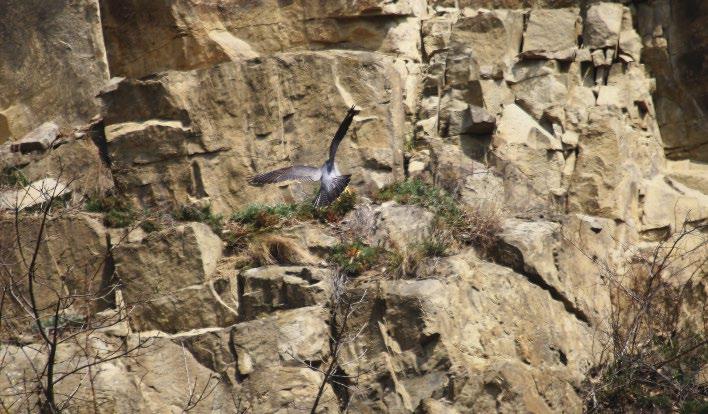 8. ábra: Öreg hím vándorsólyom (Falco peregrinus) éppen az általa elfoglalt sziklapárkányra száll be a Visegrádi-hegység egyik kőbányájában 2015.