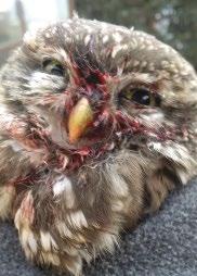 Kuvik (Athene noctua) különös zsákmányszerzése Hák Flóra* & Jakab Sándor** Magyar Madártani és Természetvédelmi Egyesület, Bükki Helyi Csoport *E-mail: flofau1990@gmail.com