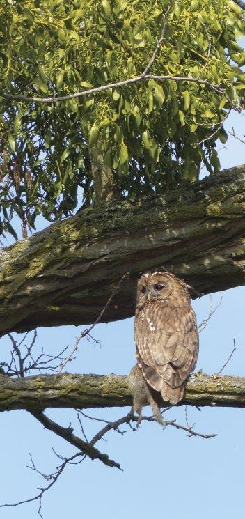 Közönséges ürgét (Spermophilus citellus) zsákmányoló macskabagoly (Strix aluco) Lelkes András E-mail: muratk@z-net.hu 2017.