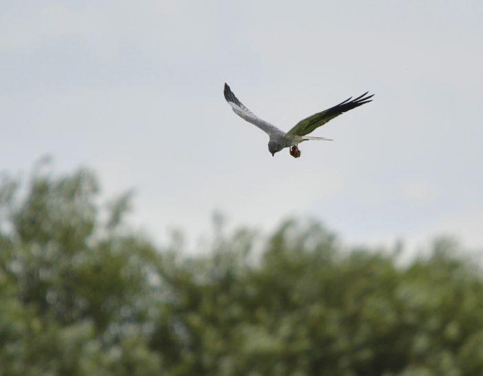 1. ábra: Fészkéhez zsákmányt szállító hím hamvas rétihéja (Circus pygargus) (fotó: Hencz Péter) / Male Montagu's Harrier carrying food to the nest Kérdéses, hogy a leírt esetekben a rétihéják sikeres