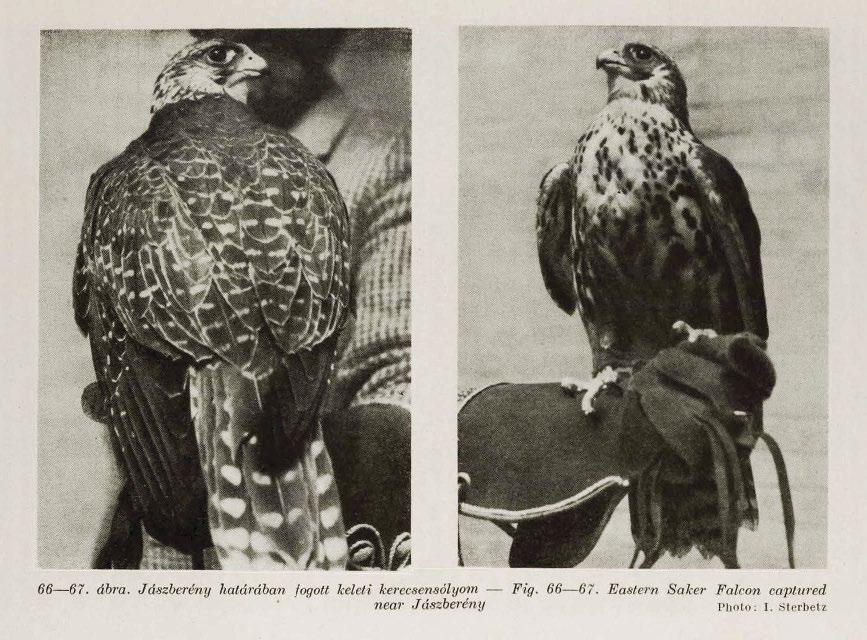 2. ábra: A Jászberényben fogott, Falco cherrug saceroides alfajnak határozott kerecsensólyom (1956.