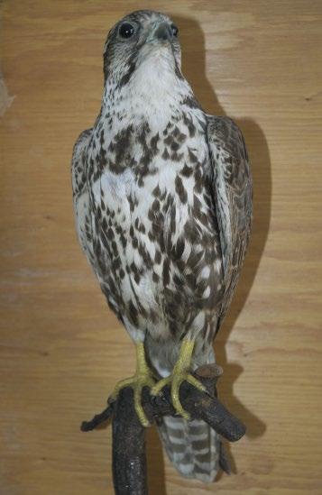 3 4: ábra: Falco cherrug saceroides alfajnak határozott kerecsensólyom az egykori Madártani Intézet gyűjteményében (1961.