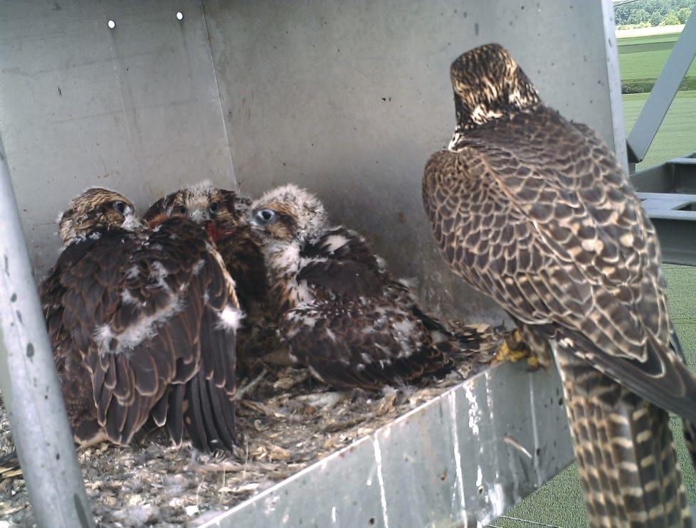 REASSESSMENT OF THE OCCURRENCE OF THE SAKER FALCON S EASTERN SUBSPECIES (FALCO CHERRUG SACEROIDES) IN HUNGARY Two occurrences of the eastern subspecies of the Saker Falcon have been published in the
