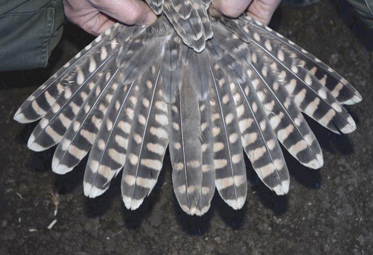 1. ábra: Egy öreg hím kerecsensólyom (Falco cherrug) átlagos faroktollmintázata /