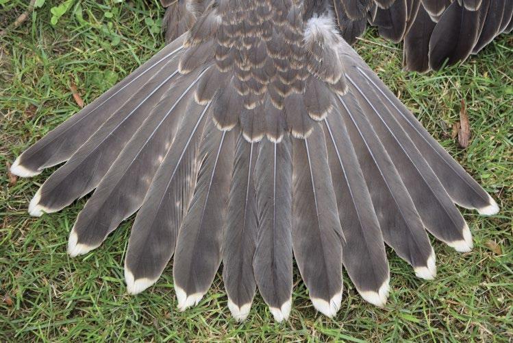 ábra: A repülőgép által elütött fiatal hím kerecsensólyom (Falco cherrug) folt