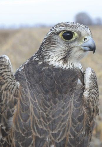 Adult male Saker Falcon