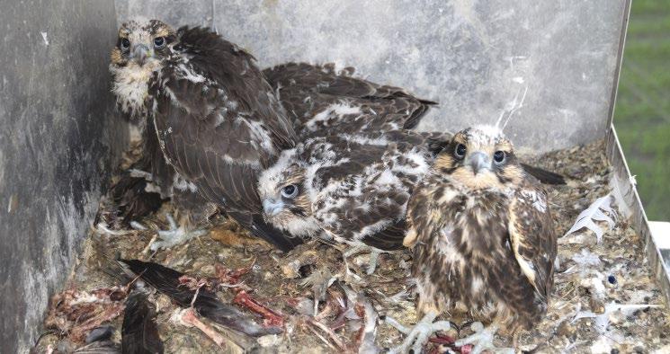 alapján a RAD-seq módszer képes azonosítani azokat az egyedeket is, amelyek morfológiailag (már) nem válnak el a többi egyedtől, de felmenőik között voltak hibridek.