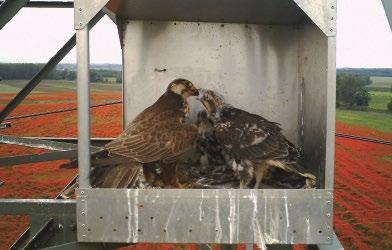 Az ilyen egyedek kilógnak a többiek közül, és a kereszteződésben érintett másik faj vagy populáció felé húznak (már ha ennek a másik típusnak a mintái szerepelnek az analízisben).