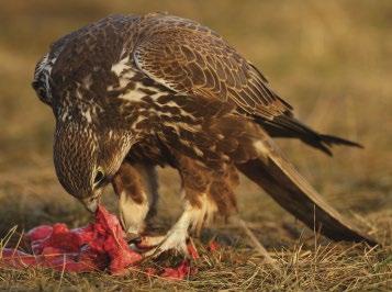 Adatok a kerecsensólyom (Falco cherrug) dögön történő táplálkozásához Bagyura János*, Prommer Mátyás, Váczi Miklós, Pabar Zoltán, Fatér Imre, Forgách Balázs, Deák Gábor, Tar János & Kecskés József