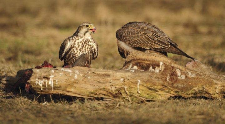 2. ábra: Kerecsensólyompár dögön táplálkozik (fotó: Pabar Zoltán) / Saker Falcon pair feeding on a carcass is a bűncselekményt elkövető tudta, hogy kerecsensólymokat pusztított el, és nyilván ezért