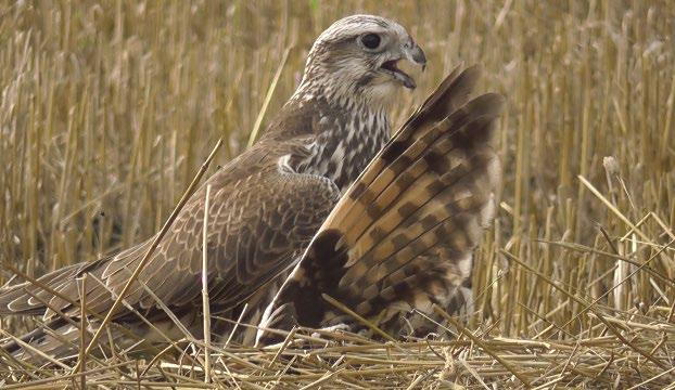 Kerecsensólyom (Falco cherrug) réti fülesbagoly (Asio flammeus) és erdei fülesbagoly (Asio otus) zsákmányolása Viszló Levente*, Széll Antal, Tar János & Bagyura János *Pro Vértes Természetvédelmi