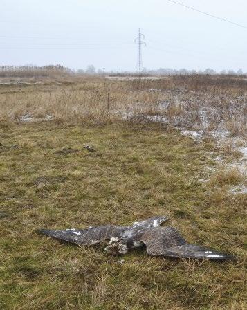 1. ábra: Sándorfalva térségében madárinfluenza vírustól elpusztult öreg hím kerecsensólyom (Falco cherrug) (fotó: Puskás József) / Carcass of an adult male Saker Falcon died in avian influenza near