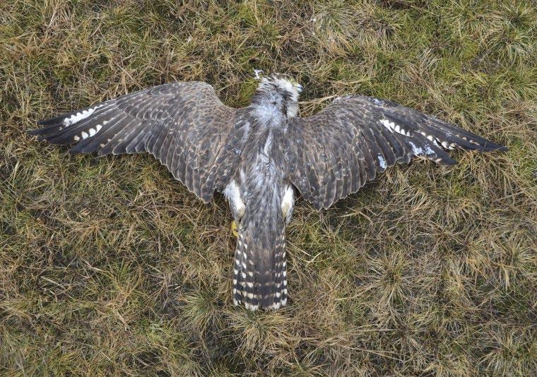 ábra: Az elpusztult öreg hím kerecsensólyom (Falco cherrug) (fotó: Puskás József) / Carcass of an adult male Saker Falcon died in avian influenza near Sándorfalva SAKER FALCON (FALCO CHERRUG) AND