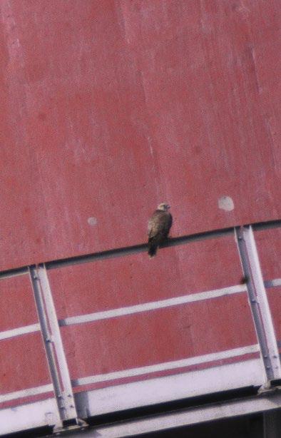 REFERENCES Augst U. (1998): Die Ansiedlung des Würgfalken Falco cherrug als Brutvogel in Deutschland. Limicola 12(6): 297 313. Augst U. (2001): Die ersten erfolgreichen Bruten des Würgfalken Falco cherrug in Deutschland.