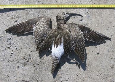 március 31. (fotó: Kocsis Sándor) / Whimbrel hogy 2009. augusztus 3-áról 4-ére virradó éjszaka az első nap, amikor megérkezett majdnem egy tucat zsákmányt hozott be éjjel 21:00 és hajnali 2:00 között.