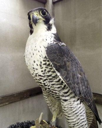 Kiegészítő adatok a vándorsólyom (Falco peregrinus) kisalföldi teleléséhez Váczi Miklós* & Prommer Mátyás** *Fertő-Hanság Nemzeti Park Igazgatóság **Herman Ottó Intézet Nonprofit Kft.