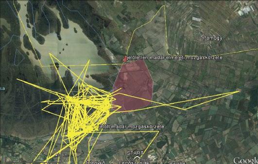 3. ábra: A 2018-ban jelölt vándorsólyom (Falco peregrinus) mozgáskörzete a fertői telelőhelyen (piros színnel