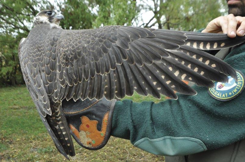6. ábra: A 2011-ben gyűrűzött és Falco peregrinus calidus alfajnak határozott fiatal vándorsólyom (fotó: Váczi Miklós) / A ringed juvenile in 2011 identified as the subspecies calidus in hand A