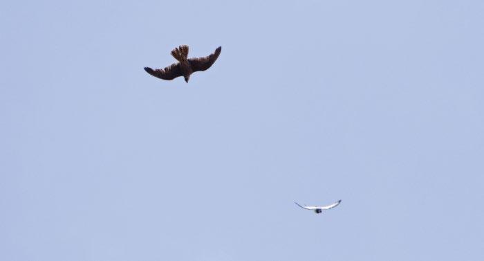 1. ábra: Vándorsólyom (Falco peregrinus) magas röptű keringő galambra vadászik (fotó: Kovács András) / Peregrine Falcon preying on high flier pigeon ja, hogy mikor és hol lehet galambra vadászni, és
