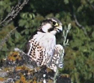 1 2. ábra: Hibrid sólyom (Falco ) Szlovákiában, egy magyar határhoz közeli fészeknél (fotó: Jozef Chavko) / Hybrid falcon at its nest in Slovakia close to the border with Hungary ben egymást csípték,