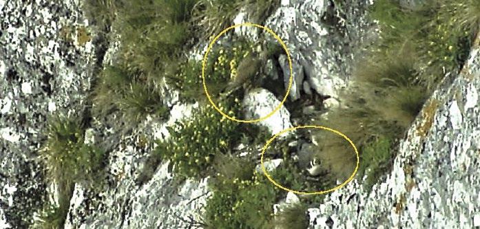 Rössler A. (2016): Über eine Mischbrut aus Rot- Milvus milvus und Schwarzmilan M. migrans in Sachsen-Anhalt. Apus 21: 79 81. Stübing S. & Fichtler M.
