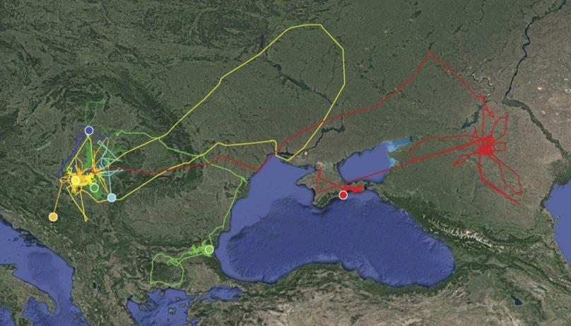 4. ábra: Romániában, 2012 és 2017 között jelölt fiatal kerecsensólymok (Falco cherrug) mozgásai / Movements of juvenile Saker Falcons satellite-tagged in Romania, between 2012 2017 Mérgezés, lelövés