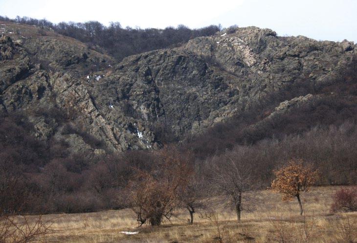 5. ábra: Kerecsensólyom (Falco cherrug) költőhelye Dobrudzsában (fotó: Nagy Attila) / One of the eyries in Dobruja A Bulgáriában folyó kerecsensólyom-visszatelepítési program keretében elengedett