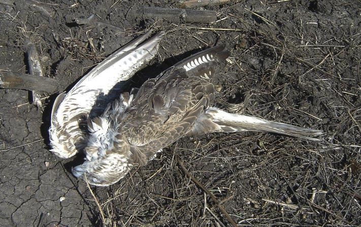 time. Birds have been keeping between 10 and 600 m over the ground, but most of them below 200 m.